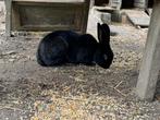 Ram - niet gecastreerd, Dieren en Toebehoren, Konijnen, Mannelijk, Groot, 0 tot 2 jaar