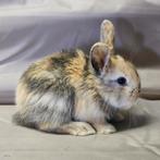Baby konijntjes, Meerdere dieren, 0 tot 2 jaar, Middelgroot
