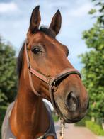 5* huisje voor welverdiend pensioen paard, Dieren en Toebehoren, Ruin