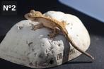 Gecko à crête, Dieren en Toebehoren, Reptielen en Amfibieën | Toebehoren, Ophalen