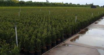 Taxus baccata aan stuntprijzen! beschikbaar voor biedingen