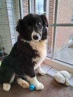 Border collie  pup junior., CDV (hondenziekte), Meerdere, België, Fokker | Professioneel