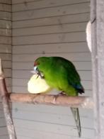 Kakariki's, Plusieurs animaux, Perruche, Bagué