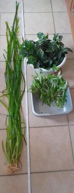 Gratis aquariumplanten, Ophalen