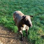 Bonte ram, Dieren en Toebehoren