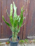 Cactus, Tuin en Terras, Planten | Bomen, Ophalen