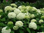 Hortensia's - Hydrangea macrophylla en paniculata, Enlèvement, Plante fixe, Autres espèces