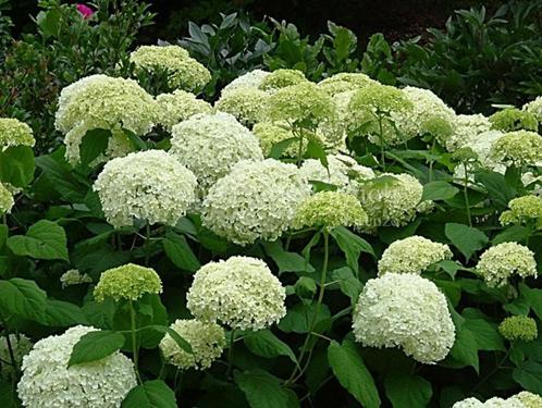 Hortensia's - Hydrangea macrophylla en paniculata, Tuin en Terras, Planten | Tuinplanten, Vaste plant, Overige soorten, Ophalen