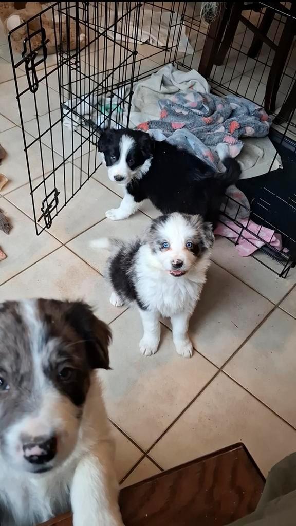 Lieve zwart-witte en bleu merle border collie pups, Dieren en Toebehoren, Honden | Herdershonden en Veedrijvers, Meerdere dieren