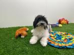 Malti-pom pups, België, 15 weken tot 1 jaar, CDV (hondenziekte), Meerdere