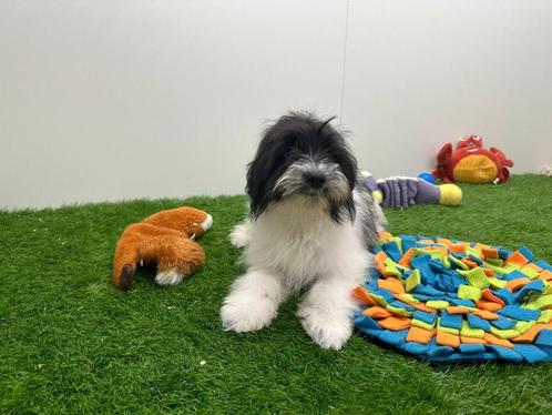 Malti-pom puberpups, Dieren en Toebehoren, Honden | Niet-rashonden, Meerdere dieren, Fokker | Professioneel, Meerdere, België