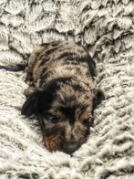 Langharige teckelpupjes bij ons geboren, Dieren en Toebehoren, België, CDV (hondenziekte), 8 tot 15 weken, Dwerg