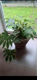 Mooie plant voor binnen / buiten met rieten mand, Verzenden