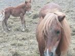 mini merieveulen, Dieren en Toebehoren, Pony's, Merrie, Niet van toepassing, A pony (tot 1.17m), 0 tot 2 jaar