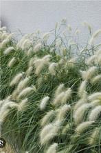 Différentes plantes et graminées, Ophalen