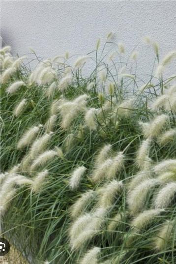 Différentes plantes et graminées  beschikbaar voor biedingen