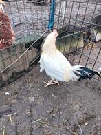 Haan, Dieren en Toebehoren, Mannelijk, Kip