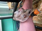 Tamme Dwerghamster, Hamster, Juni, Vrouwelijk, Tam