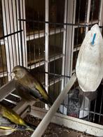 Wit bruin man groen vink man