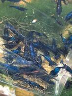 Garnalen Neocaridina Blue Dream, Dieren en Toebehoren, Kreeft, Krab of Garnaal, Zoetwatervis, Schoolvis