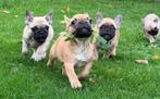Franse bulldog pups bij ons thuis geboren, Dieren en Toebehoren, België, Fokker | Hobbymatig, CDV (hondenziekte), 8 tot 15 weken