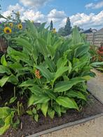 Canna tuerckheimii  5€ (3 stuks voor 10€), Ophalen, Vaste plant