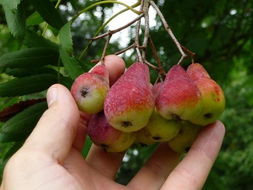 Lijsterbes soorten heerlijke wilde sappige zoete vruchten, Jardin & Terrasse, Plantes | Jardin, Plante fixe, Plantes fruitières