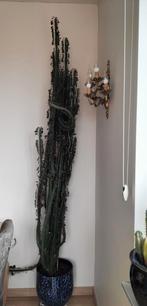 Cactus, Enlèvement, Cactus