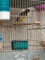 Canaris münchineur 2025, Dieren en Toebehoren, Mannelijk