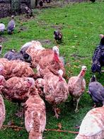 rode Ardenner kalkoenen, Dieren en Toebehoren, Pluimvee, Kalkoen