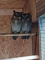 westelijke schreeuwuil, Oiseau de proie, Bagué