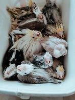 Handtamme valkparkieten, Dieren en Toebehoren