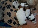 A vendre Chiots shihtzu, Ophalen
