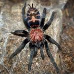 Davus pentaloris tarantula vogelspin, Animaux & Accessoires, Araignée ou Scorpion