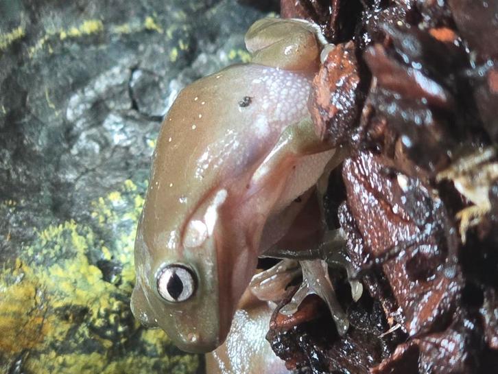 Nakweek koraalteenboomkikkers groene en snowflake, Dieren en Toebehoren, Reptielen en Amfibieën, Amfibie