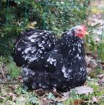 Verschillende sier kriel kipjes 11stuks (zie omschrijving), Dieren en Toebehoren, Pluimvee, Vrouwelijk, Kip