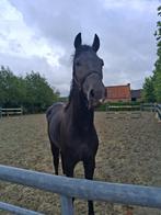 Dressuur hengst te koop, Dieren en Toebehoren, Dressuurpaard, Gechipt, Zadelmak, Hengst