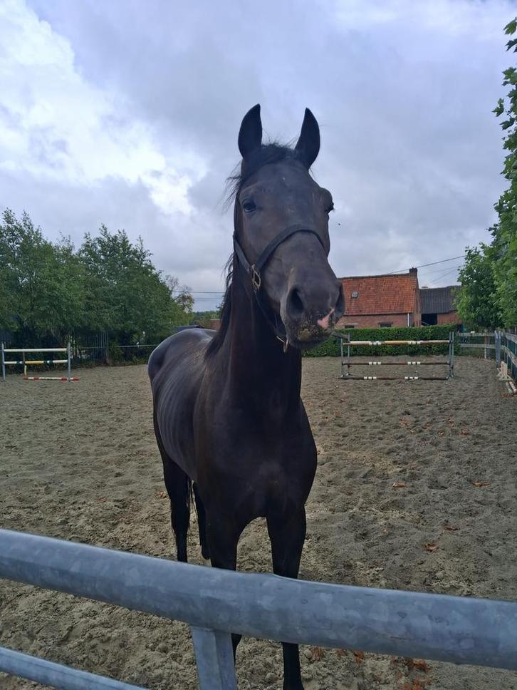 Dressuur hengst te koop, Dieren en Toebehoren, Paarden, Hengst, Zadelmak, 170 tot 175 cm, 3 tot 6 jaar, Dressuurpaard, Met stamboom