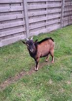bok, Dieren en Toebehoren, Mannelijk, Geit, 0 tot 2 jaar