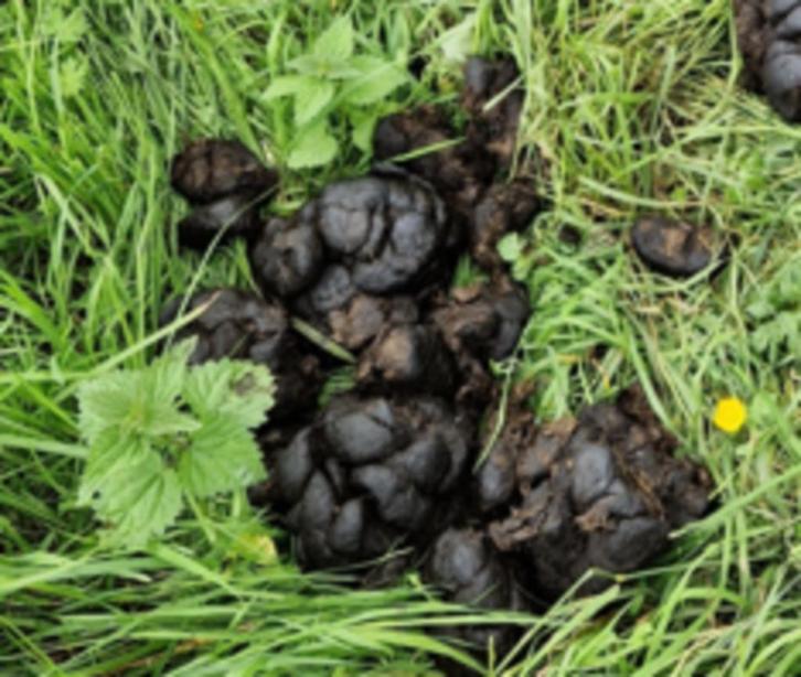 FREE/GRATIS paardenmest zonder stro voor uw moestuin!, Tuin en Terras, Aarde en Mest, Mest, Ophalen