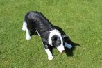Standbeeld van een levensgrote BORDER COLLIE hond, Tuin en Terras, Ophalen, Nieuw, Kunststof, Dierenbeeld
