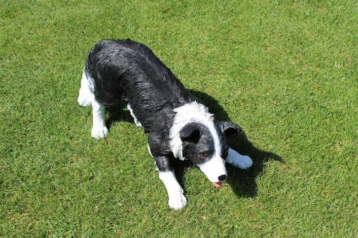 Standbeeld van een levensgrote BORDER COLLIE hond, Tuin en Terras, Tuinbeelden, Nieuw, Dierenbeeld, Kunststof, Ophalen