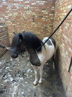 Shetland pony, Dieren en Toebehoren, Pony's, Gechipt, Ruin, Springpony, Zadelmak