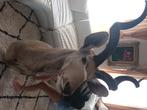 Kudu , taxidermie,  xxl , groot !!! ,  zuid afrika, Verzamelen, Dierenverzamelingen, Ophalen, Zo goed als nieuw, Wild dier, Opgezet dier