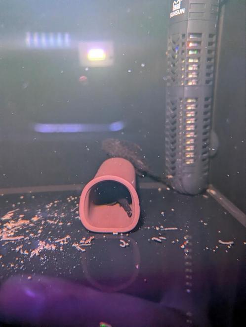 Volwassen kweekgroep L519 Ancistrus sp. Kiefneri "Rio Itenez, Dieren en Toebehoren, Vissen | Aquariumvissen