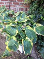 grote hosta, Ophalen