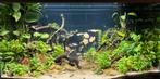 Aquarium Aquatlantis 200 litres + meuble + filtre externe, Gebruikt, Gevuld zoetwateraquarium