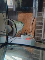 Maanvis, Animaux & Accessoires, Poissons | Poissons d'aquarium