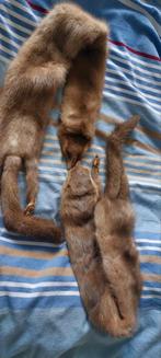 bontkraag vos, Enlèvement ou Envoi