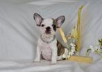 French Bulldog (ouders aanwezig), Dieren en Toebehoren, Honden | Bulldogs, Pinschers en Molossers, België, Particulier, Reu, CDV (hondenziekte)
